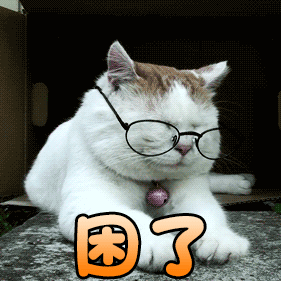猫咪 犯困 瞌睡 眼镜