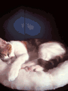 困 sleepy 睡觉 宠物