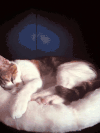 困 sleepy 睡觉 宠物