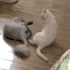 萌宠 猫星人 打架 呆萌 搞怪 逗