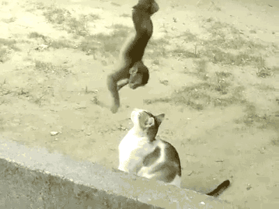 猫咪 猴子 玩耍 调皮