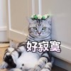 萌宠 猫星人 好寂寞 无奈 搞怪 逗