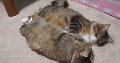 猫咪 胖乎乎 可爱 睡觉