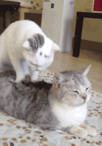 喵星人 亮点 搞笑 猫咪 可爱 萌宠