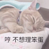 猫 萌宠 喵星人 不想理笨蛋 哼