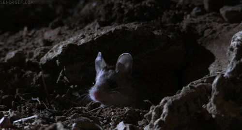 可爱的 动物 老鼠 黑暗魔法 死灵法师