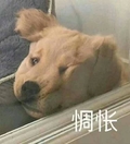 狗狗 萌宠 玻璃 惆怅