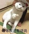 猫咪 爪子 白毛 等等我还有话说