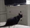 猫咪 萌宠 可爱 搞笑 扑空