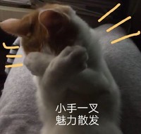 萌宠 喵星人 小手一叉 我这无处散发的魅力 可爱 憨憨