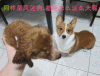 民谣狗 差距 搞笑 萌萌哒