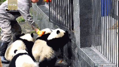大熊猫 侍养员 进栏 铁围栏