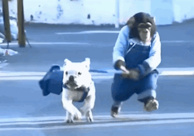 萌宠gif动态图片,狗猩猩搞笑友情法斗动图表情包下载