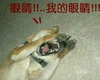 狗 辣眼睛