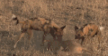 动物 吃 拖 掠食动物战场 纪录片 羚羊 非洲豺犬
