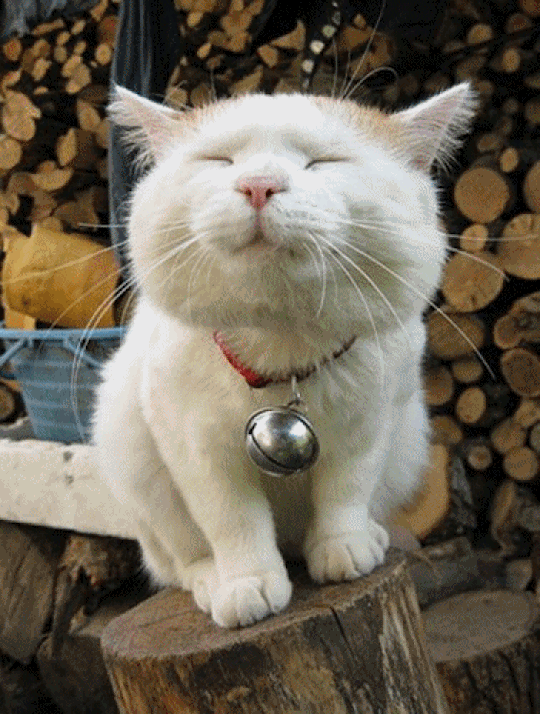 猫咪 带铃铛 眯眼