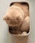 猫咪 喵星人 搞笑 可爱 淘气