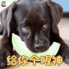 萌宠 狗 给你个眼神 拒绝 soogif soogif出品