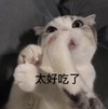 萌宠 猫星人 太好吃了 幸福 搞怪 逗