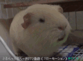 老鼠 白色 甩头 可爱