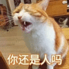 萌宠 猫咪 猫 你还是人吗 生气