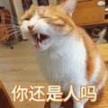 萌宠 猫咪 猫 你还是人吗 生气