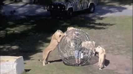 狗狗 玩 铁网蛋 公园