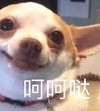 萌宠 汪星人 呵呵 我就笑笑 呆萌 可爱