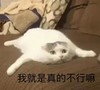 萌宠 猫星人 我就是真的不行 不行了 呆萌 可爱