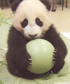 熊猫 可爱 国宝 卖萌