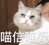 萌宠 猫星人 半信半疑 呆萌 搞怪 逗