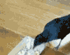 猫咪  狗狗   搞笑  可笑