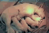 宠物 搞笑 萌 gif 动图