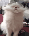 猫咪 吹风 凉快 搞笑
