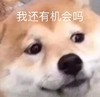 萌宠 汪星人 我还有机会吗 好奇 呆萌 可爱