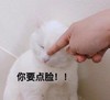 萌宠 猫星人 你要点脸 嫌弃 搞怪 逗
