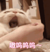 萌宠 汪星人 嗷呜 生气 呆萌 可爱