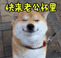 柴犬 萌宠 狗狗 撩 快来老公怀里 soogif soogif出品