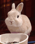 兔子 可爱 吃饭  搞笑