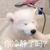 萌宠 汪星人 你冷静了吗 好奇 呆萌 可爱