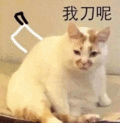 猫咪 坐着 白毛 我到呢