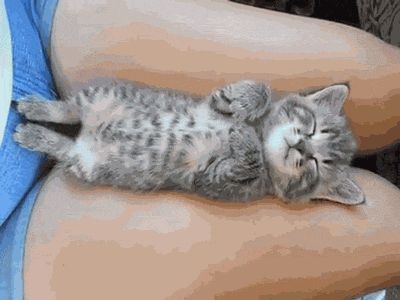 猫咪gif动态图片,躺着睡觉舒服动图表情包下载 - 影视