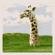 长颈鹿 giraffe