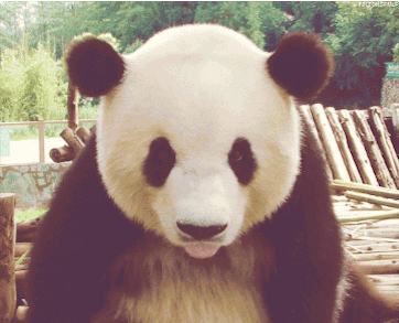 熊猫 小熊猫 大熊猫 吐舌头 不满 低头