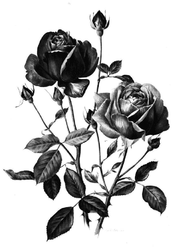 花朵 玫瑰 字母 闪动 设计