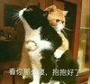 萌宠 喵星人 看你那么傻 抱抱好了 呆萌 可爱