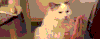 猫咪 舔手 萌宠 搞笑