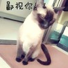 鄙视你 猫咪 坐着 歪头