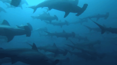 鲨鱼 海底世界 游动 自然 海洋 ocean nature