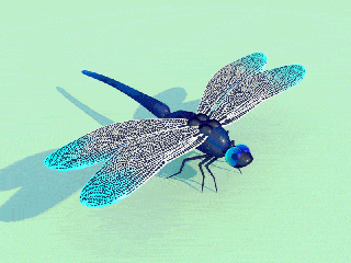 蜻蜓 翅膀 蓝色 大眼睛